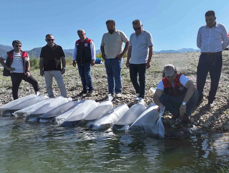 Denizli’de göl ve göletlere 1 milyon sazan yavrusu bırakıldı
