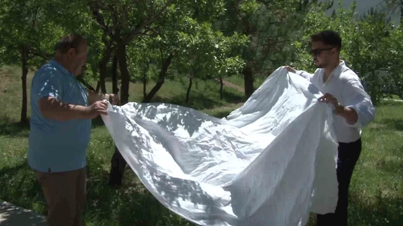 Keneler avını titreşimle buluyor
