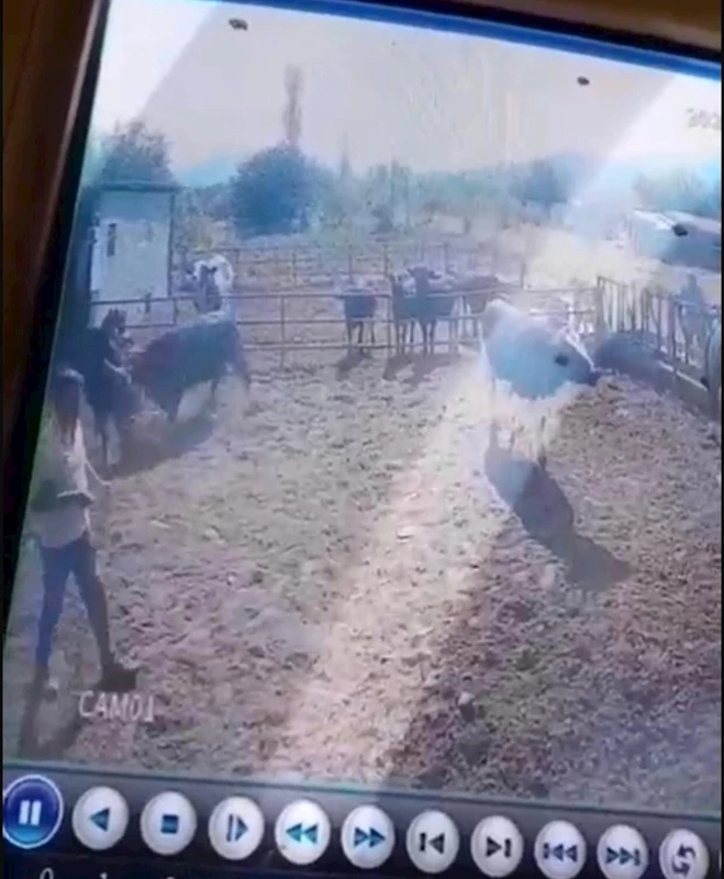 Isparta’da beslediği boğanın saldırısına uğrayan adam ağır yaralandı
