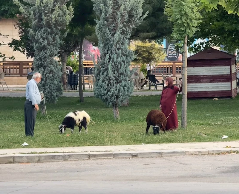 Yaşlı çiftin koyunlarını gezdirmesi renkli görüntüler oluşturdu
