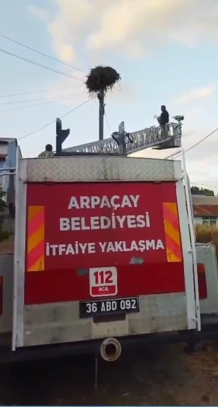 Kars’ta yuvadan düşen yavru leylek, yeniden yuvasına konuldu
