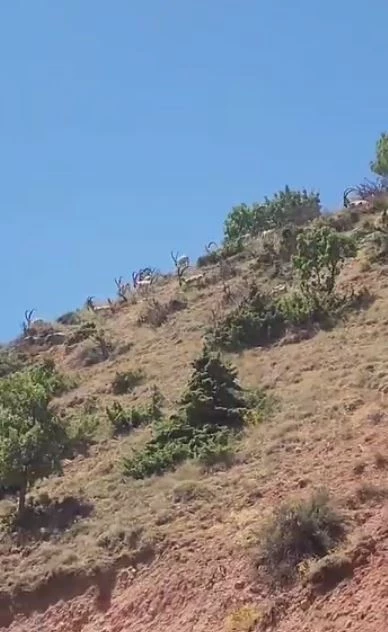 Elazığ’da dağ keçileri sürü halinde görüntülendi

