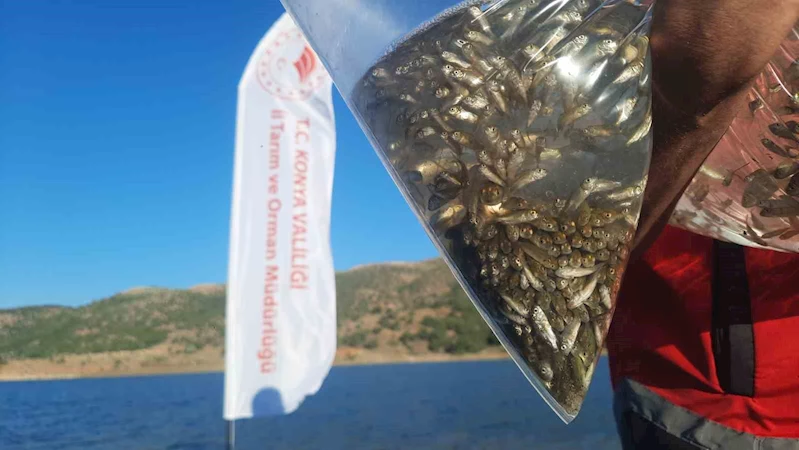 Bozkır’ın baraj ve göletleri yavru sazan balıkları ile buluştu
