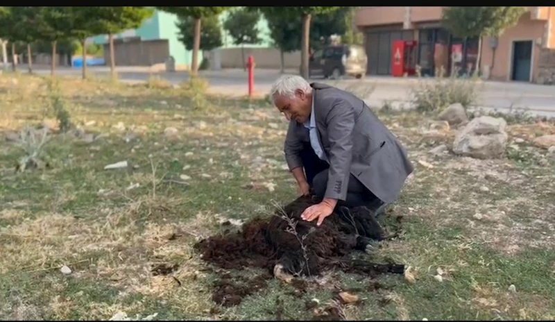 Diyadin’de geleneksel koyun kırkımı devam ediyor
