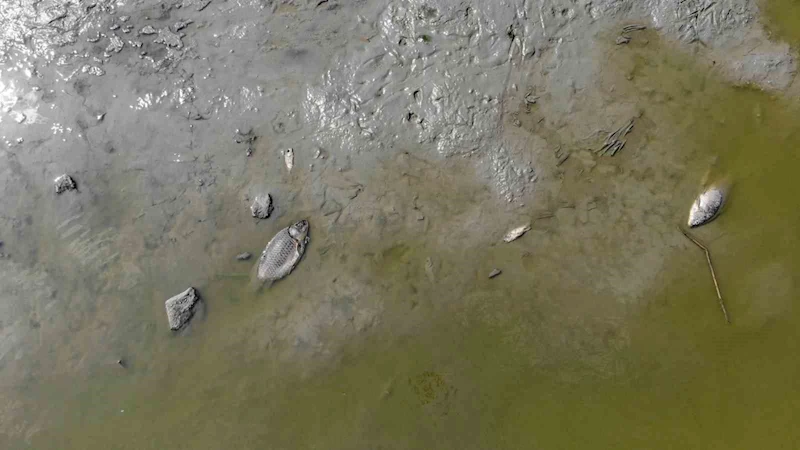 Bolu’da gölet kurudu: Yüzlerce telef olan balık havadan görüntülendi
