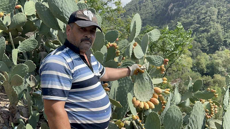 Uçurum kenarında yetişen dikenli incir, lezzetiyle zahmetinin önüne geçiyor
