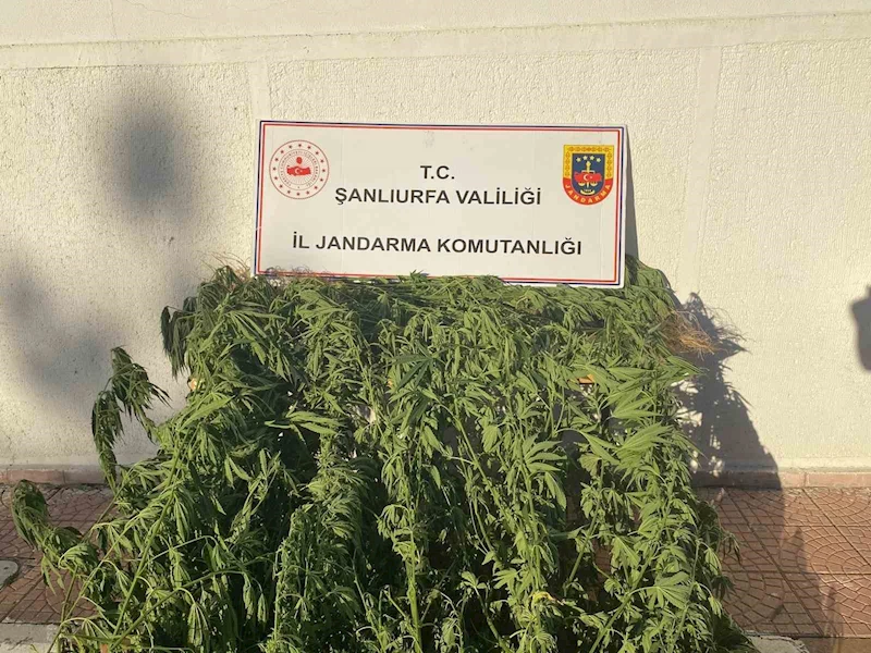 Jandarmadan uyuşturucu operasyonu

