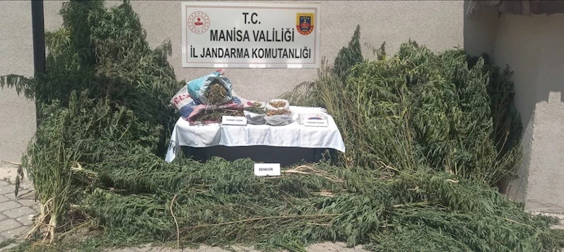 Gördes’te jandarmadan kenevir operasyonu
