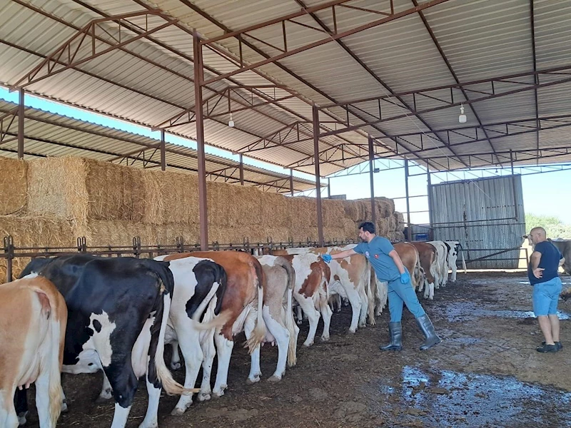Köşk’te şap aşılaması başladı
