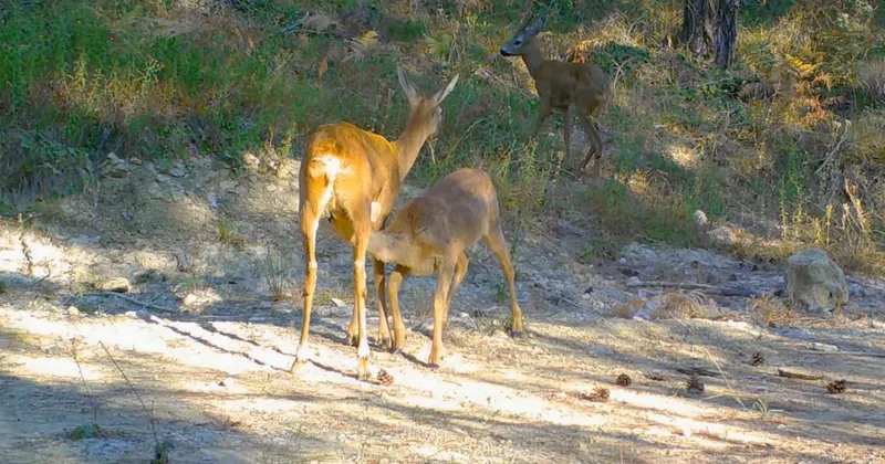 Safranbolu’da boz ayı ve karacalar fotokapana yansıdı
