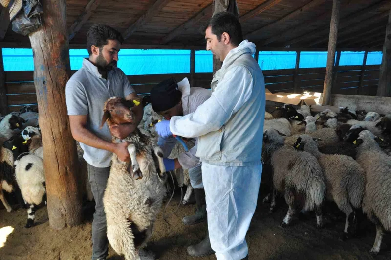 Kars’ta küçükbaş hayvanlara kayıt altına alınıyor
