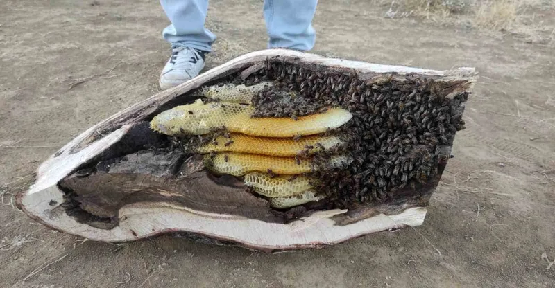 Elazığ’da mağara ve ağaç kovuğundan kilo kilo organik bal çıktı
