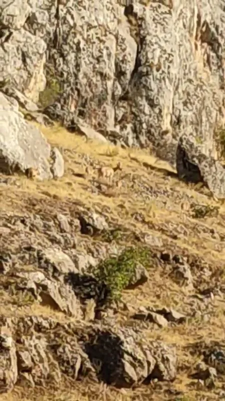 Tarihi Harput Mahallesi’nde dağ keçileri görüldü
