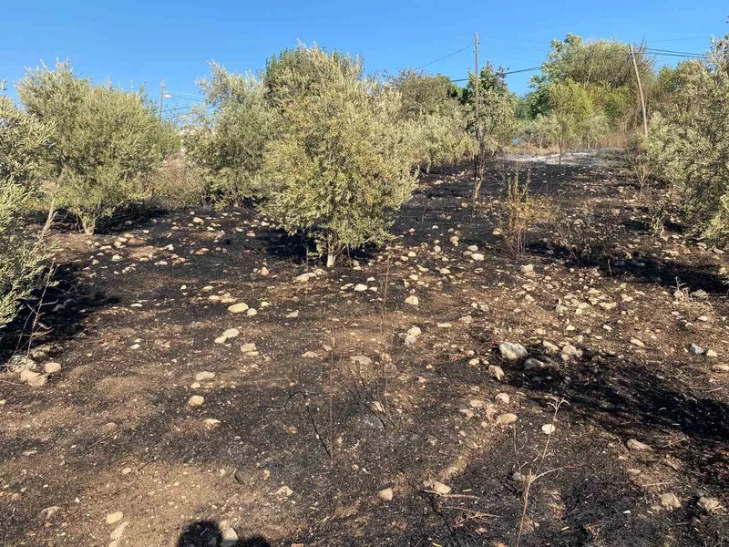 Osmaniye’de zeytinlik alanda çıkan yangın paniğe neden oldu
