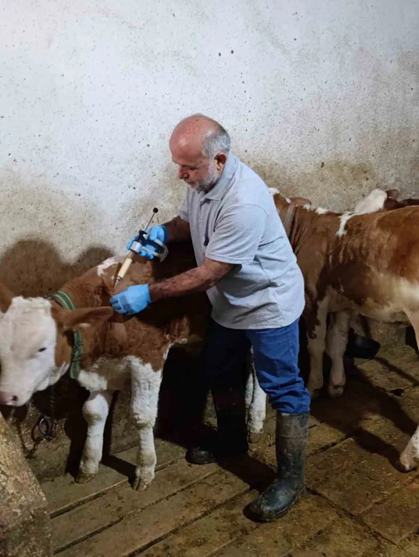 Aydıntepe’de sonbahar şap aşılama kampanyasında sona gelindi
