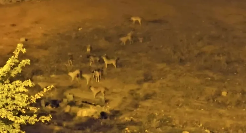 Mazıdağı’nda sokak köpekleri, vatandaşların korkulu rüyası oldu
