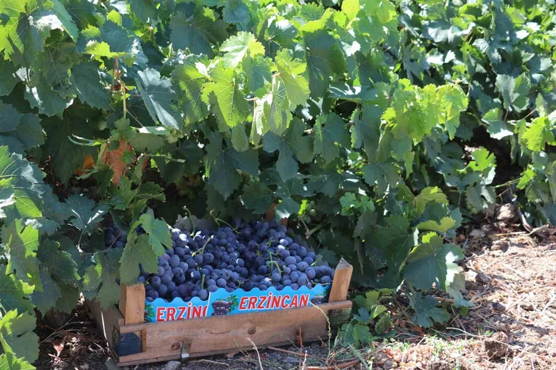 Zirai dondan etkilenen çiftçilere destek
