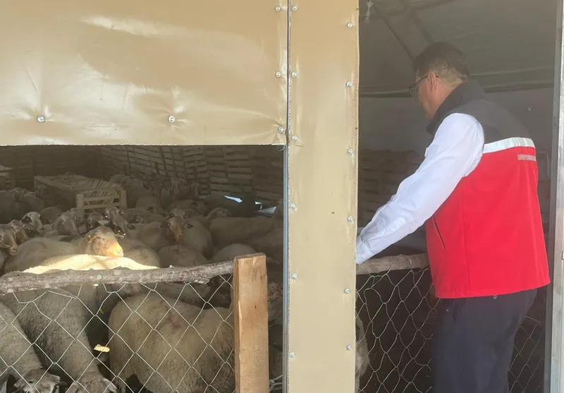 Tekirdağ’da hayvancılığa yakın takip
