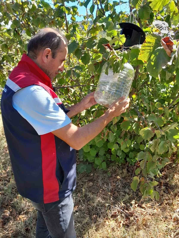 Tokat’ta ürün kayıplarını önlemek için feromon tuzakları devrede
