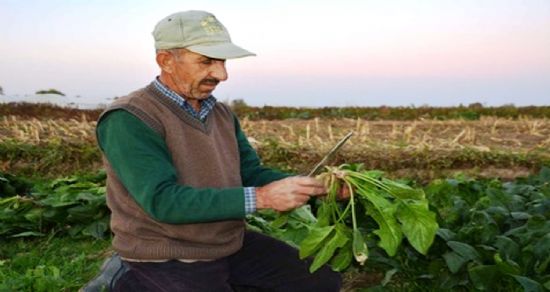 Ispanak hasadından 4 ay boyunca 2 bin işçi ekmek yiyor