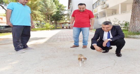 Yavru köpek, okulun maskotu oldu